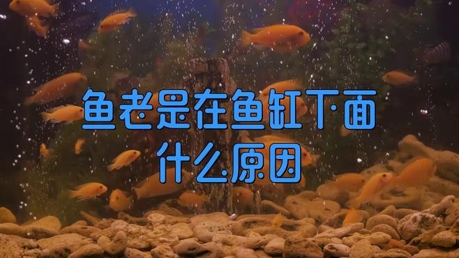銀龍魚在魚缸底游是怎么回事