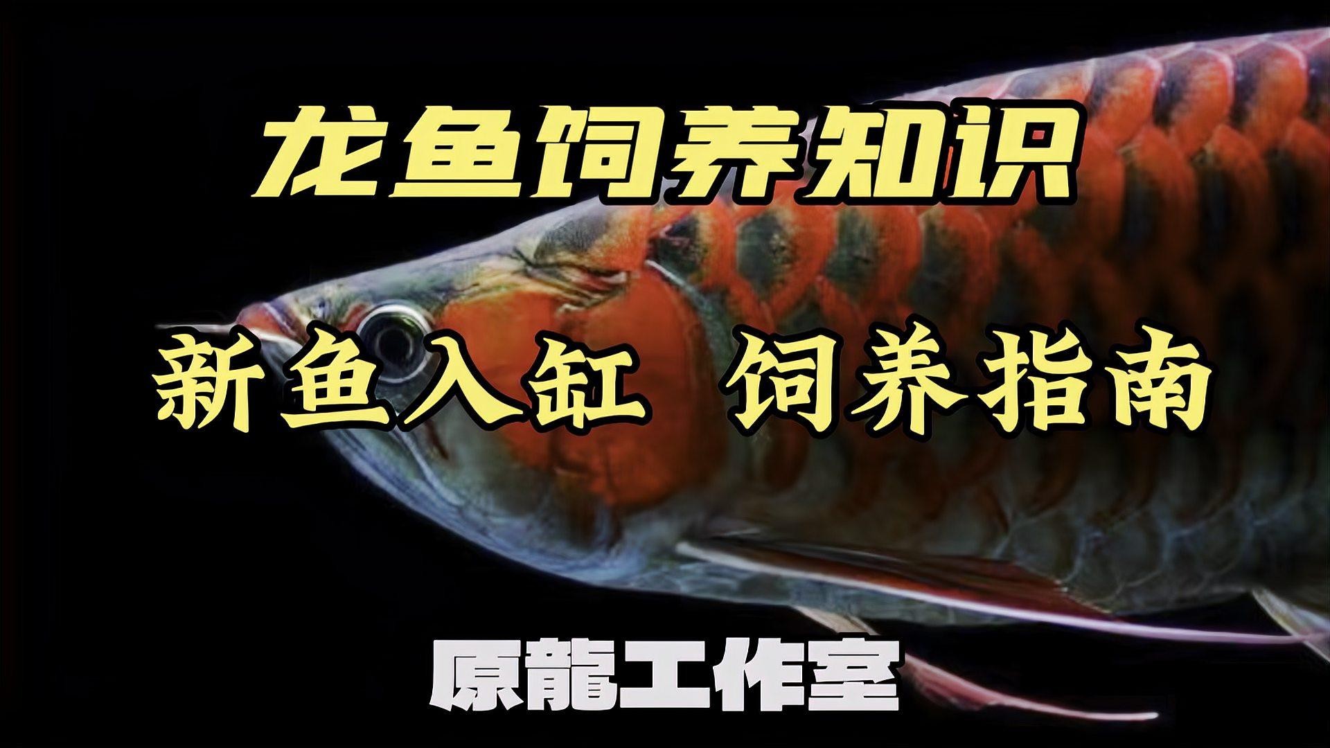 龍魚怎么飼養