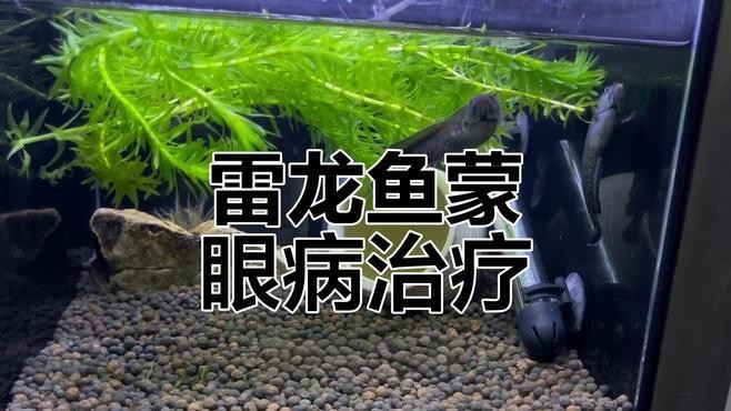 龍魚內蒙眼治療需要多長時間？