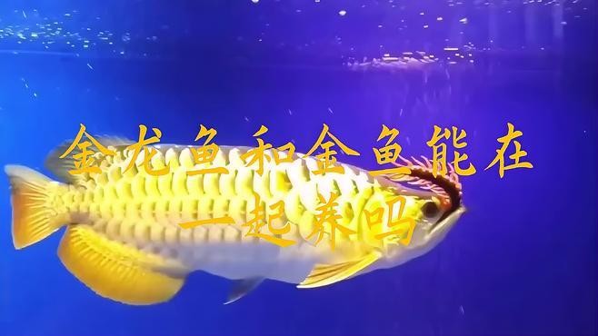 龍魚能不能和金魚混養