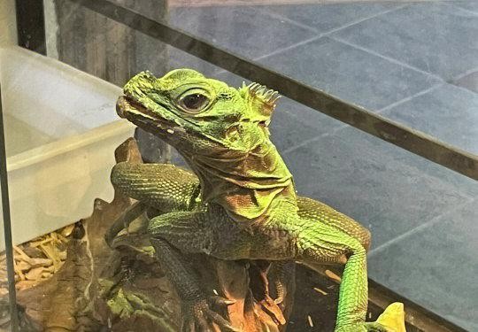 長春哪里有賣雷龍魚的地方呀