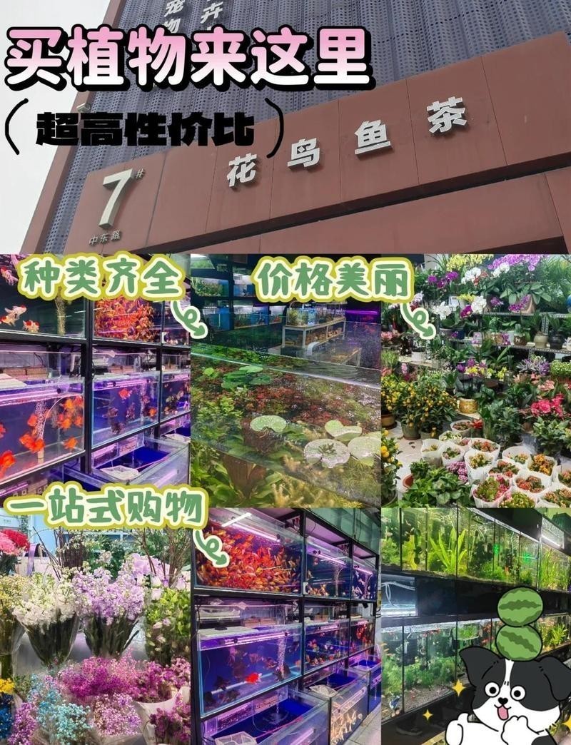 長春哪里有賣雷龍魚的地方呀