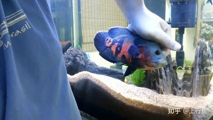 包頭魚缸定制哪家好啊電話號(hào)（ 包頭養(yǎng)魚場(chǎng)）