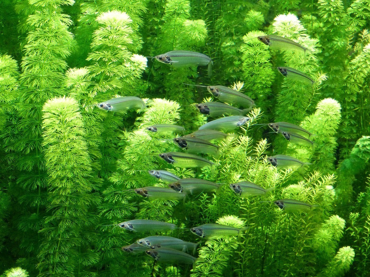 尼勒克縣美家水族館（尼勒克縣美家水族館電話號碼）