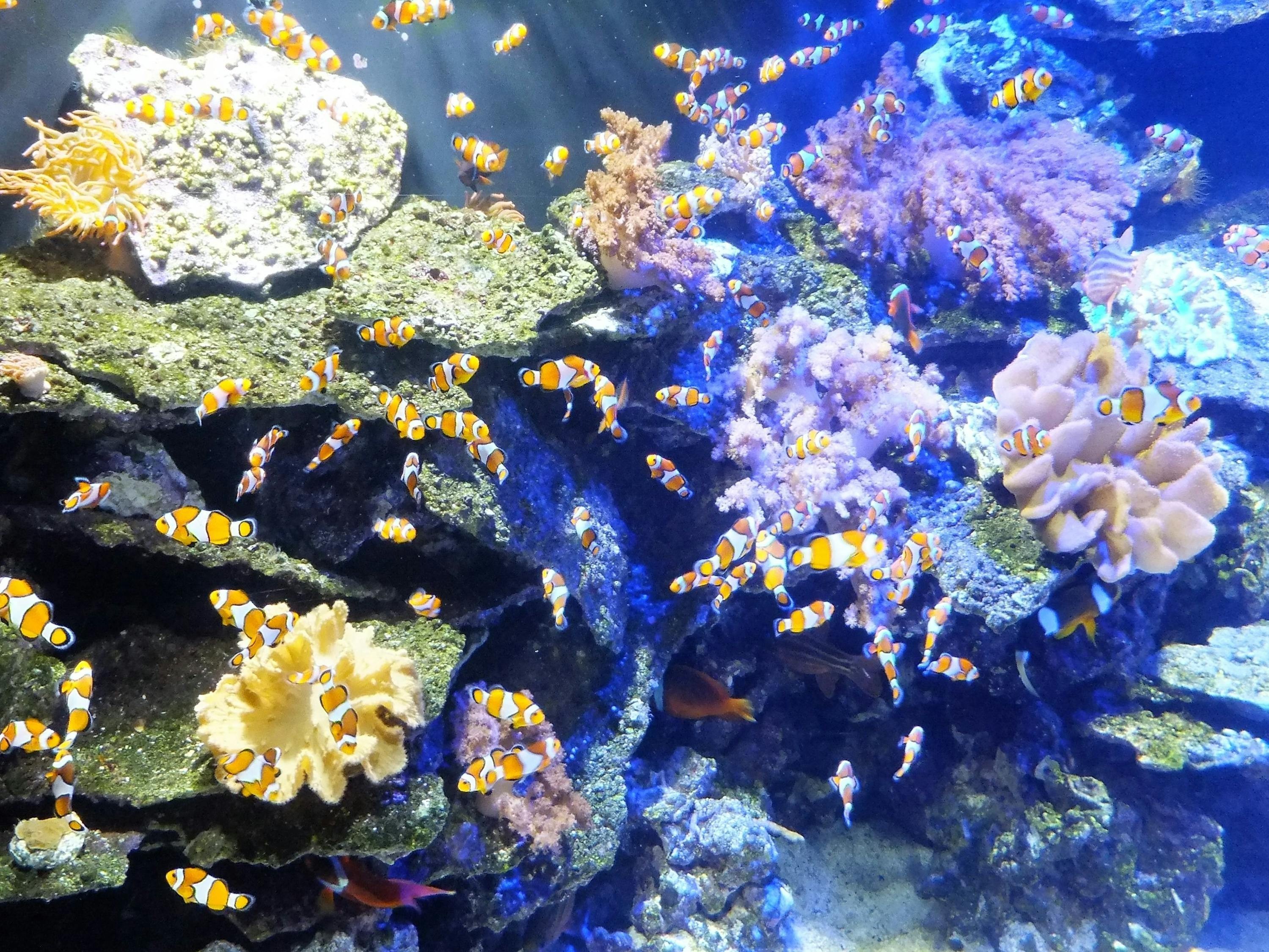 尼勒克縣美家水族館（尼勒克縣美家水族館電話號碼）