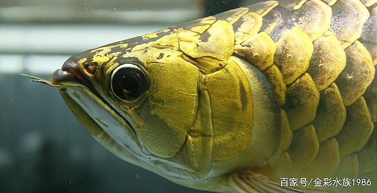 龍魚什么體型好看