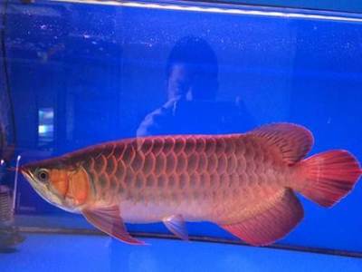 儋州那大得意水族中心（儋州那大水療聯(lián)系方式）