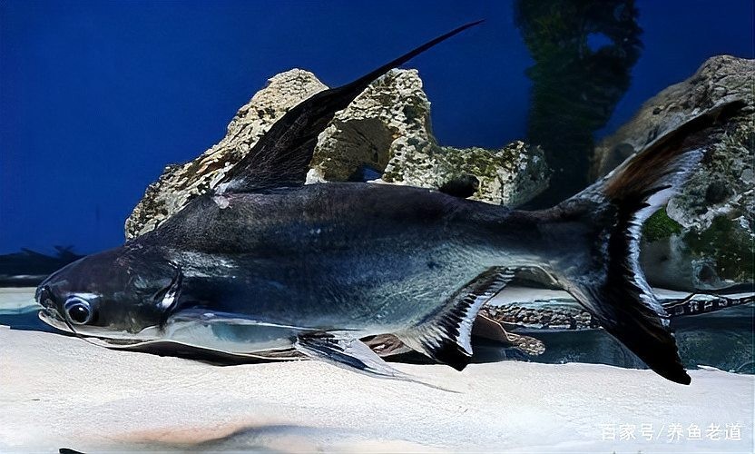 銀龍魚和成吉思汗鯊可以混養(yǎng)嗎