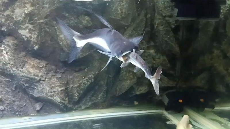 銀龍魚和成吉思汗鯊可以混養(yǎng)嗎