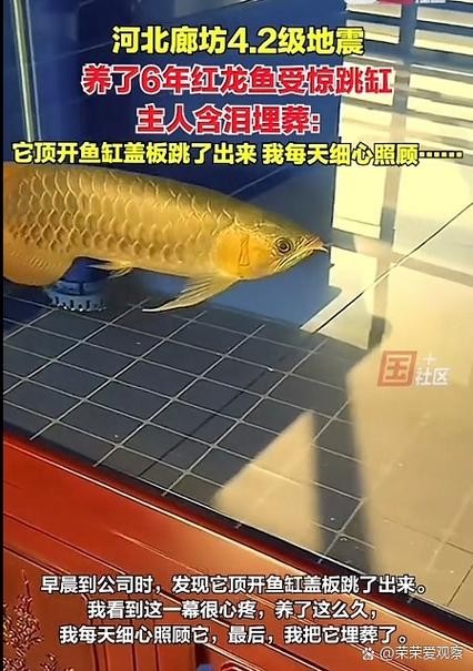 龍魚(yú)跳缸是什么原因呢怎么解決的圖片