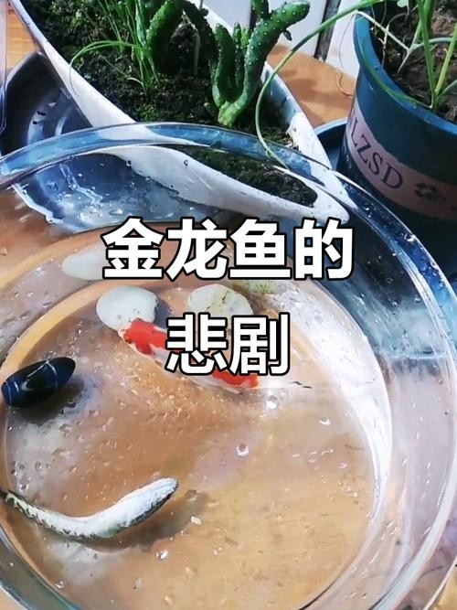 龍魚(yú)跳缸是什么原因呢怎么解決的圖片