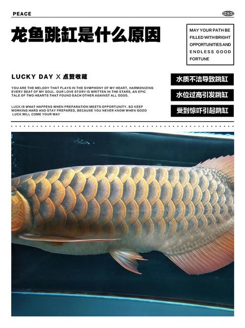 龍魚(yú)跳缸是什么原因呢怎么解決的圖片