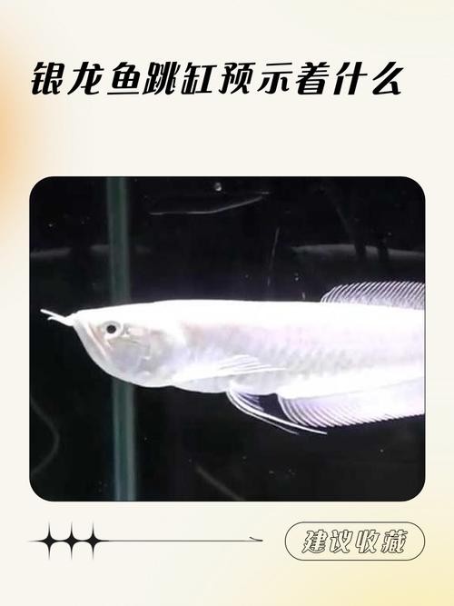 龍魚(yú)跳缸是什么原因呢怎么解決的圖片