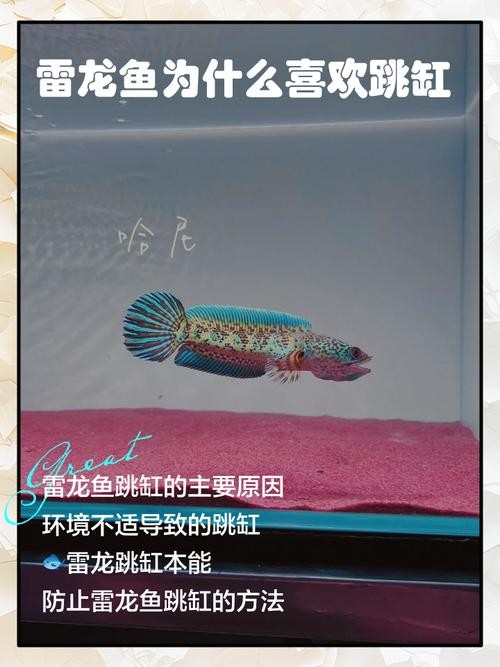 龍魚(yú)跳缸是什么原因呢怎么解決的圖片