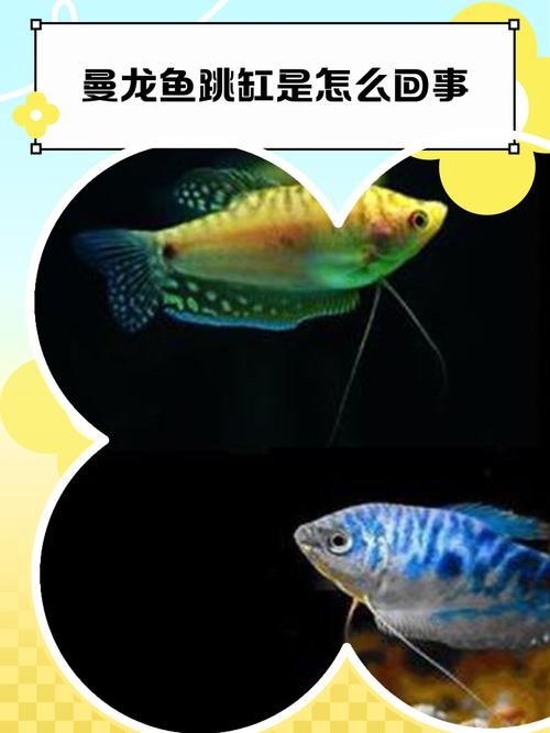 龍魚(yú)跳缸是什么原因呢怎么解決的圖片