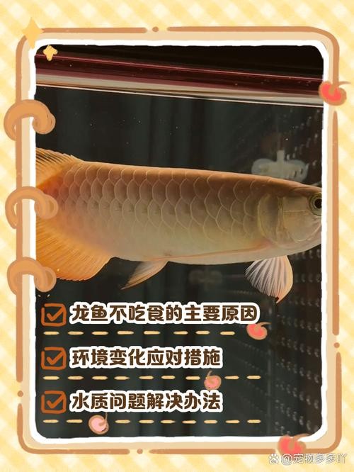 龍魚(yú)跳缸是什么原因呢怎么解決的圖片