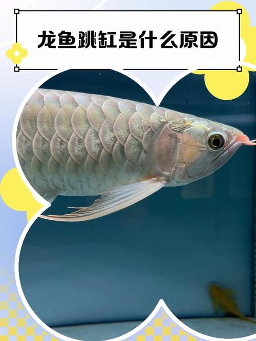 龍魚(yú)跳缸是什么原因呢怎么解決的圖片