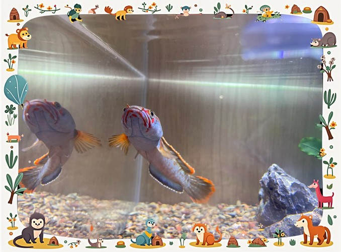 龍魚(yú)跳缸是什么原因呢怎么解決的圖片