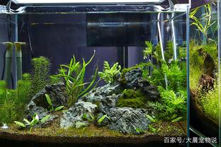 上海市閔行區成江<strong><mark>水族器材</mark></strong>經營部