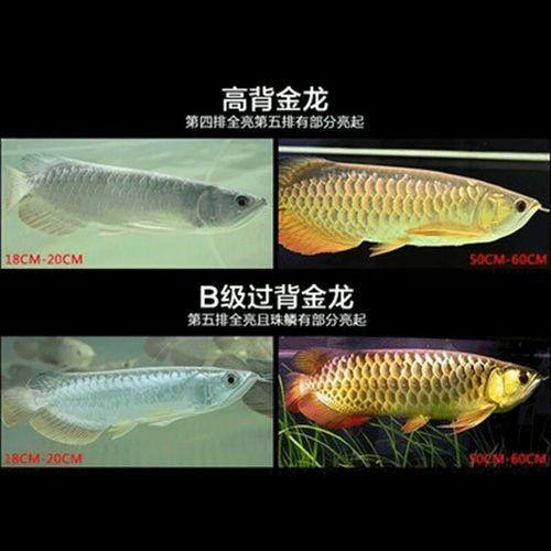 高背紅龍魚的最佳飼料品牌有哪些？