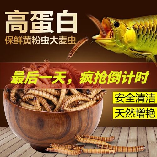 高背紅龍魚的最佳飼料品牌有哪些？