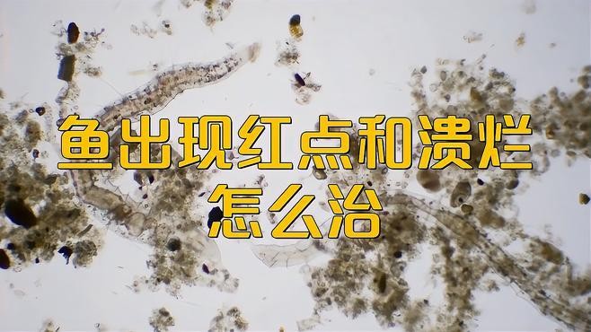 金龍魚身上有紅點是什么情況啊