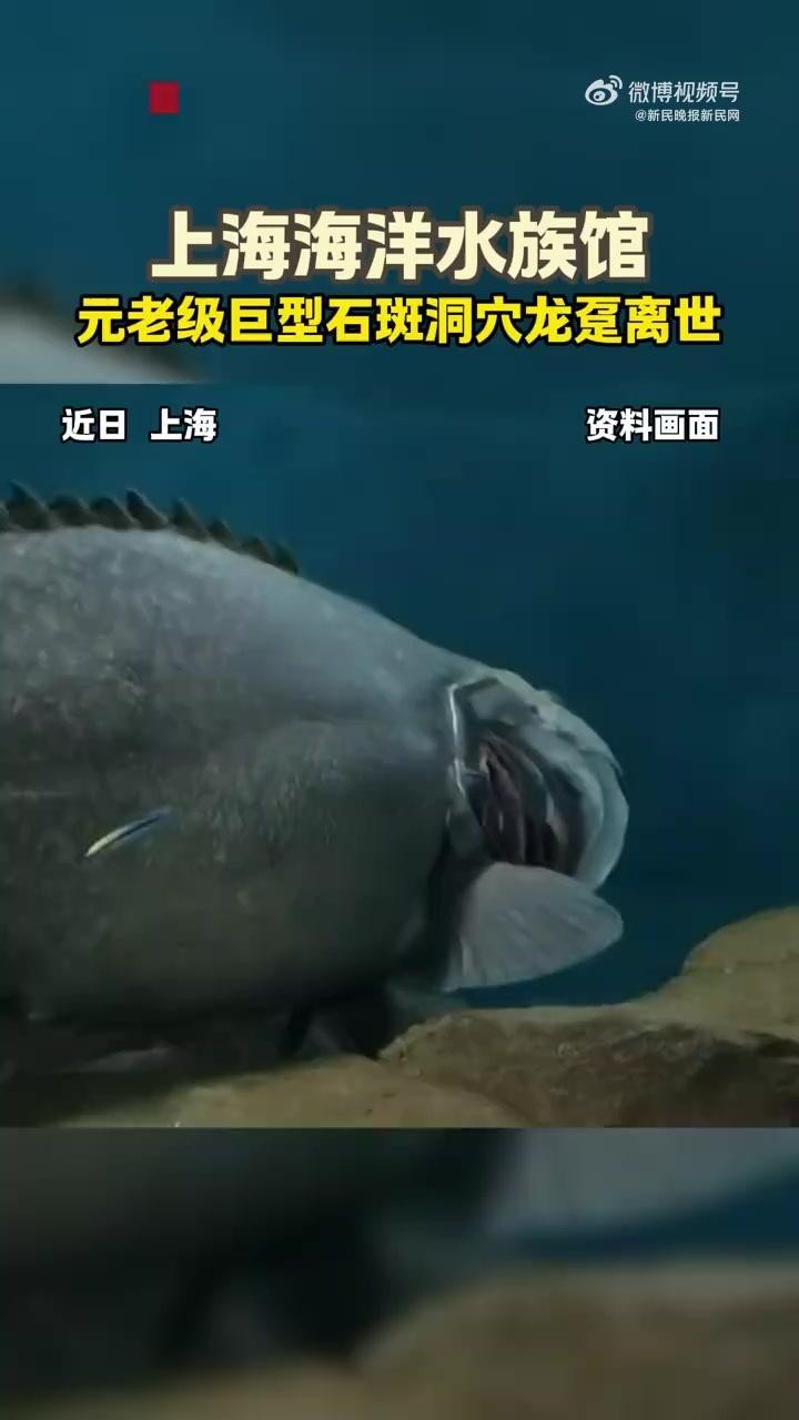 龍躉的壽命記錄最長是多少？