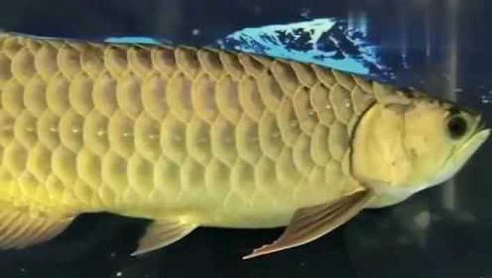 昆都侖區屈晨漁具經銷店（昆區魚市在哪里）