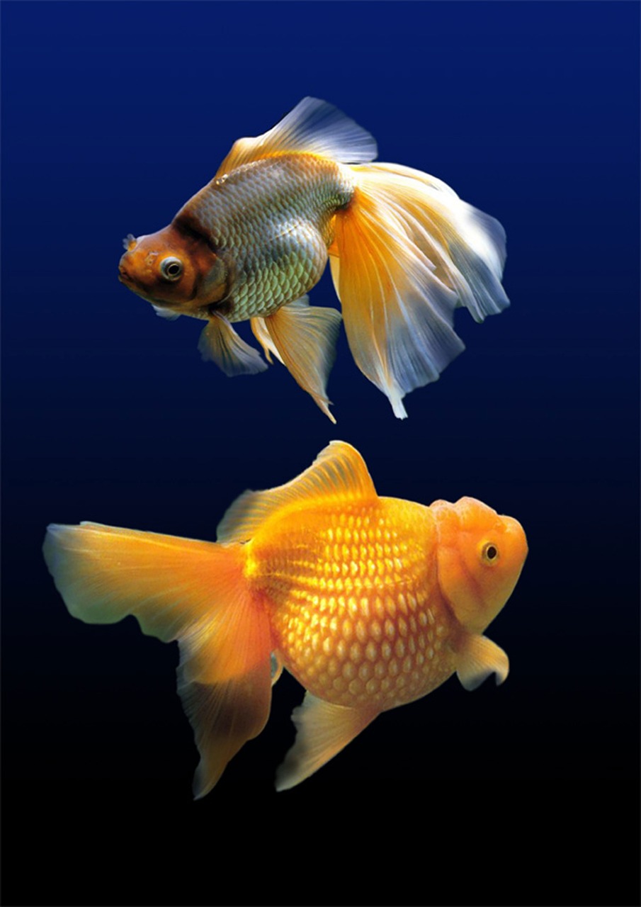 內江市東興區魚樂水族觀賞魚店（內江市東興區魚樂水族觀賞魚店電話）