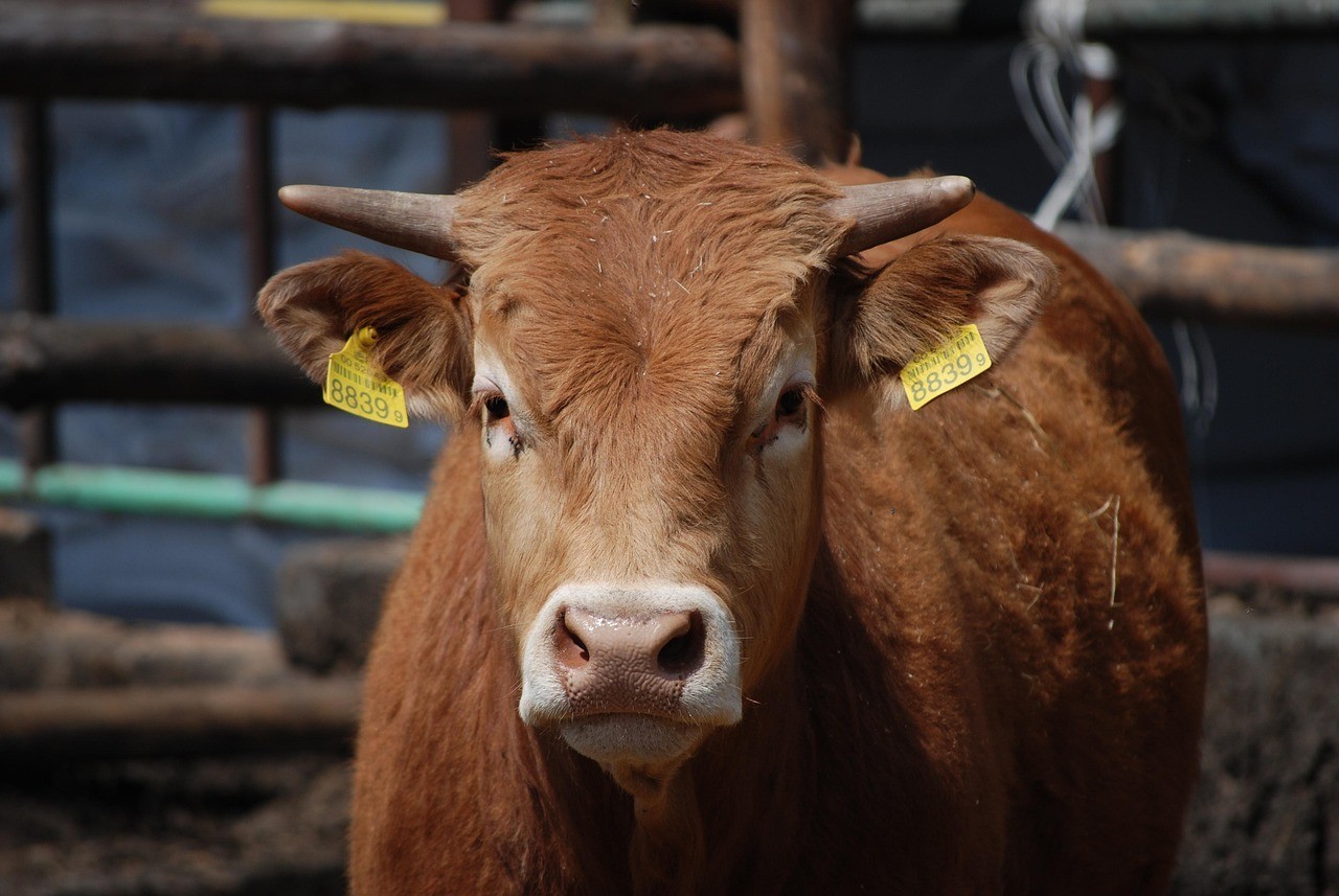 曲阜市華申觀賞魚行（曲阜觀賞魚養殖基地）