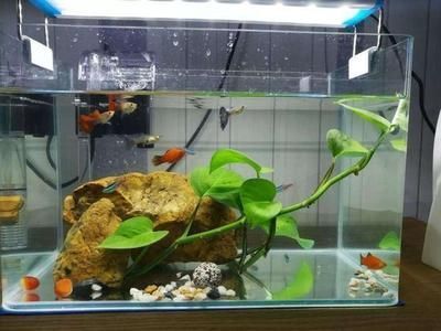 新沂市小可子婷鮮花店（新沂市小可子婷鮮花店地址）