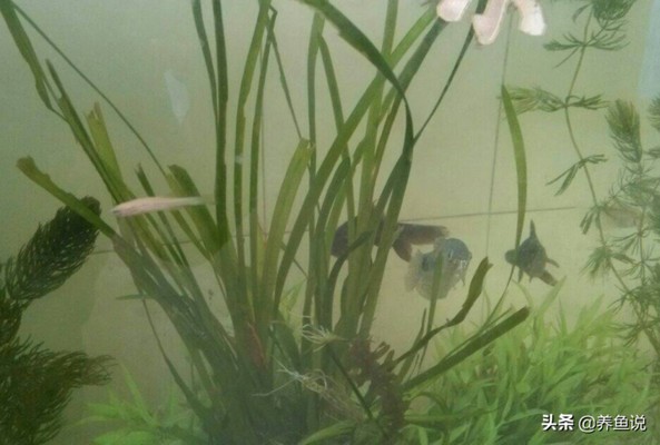 東港市小波水族有限公司（東港市小波水族有限公司電話）