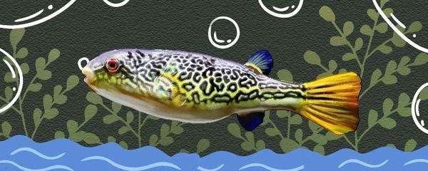 信陽市浉河區(qū)水生緣水族館（信陽市水生植物） 信陽市浉河區(qū)水生緣水族館（信陽市水生植物） 全國(guó)水族館企業(yè)名錄