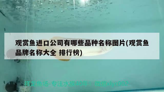 北京天樂工藝美術品公司情意花店