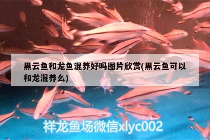 昆明市官渡區魚隆達水族經營部（昆明市官渡區魚隆達水族經營部地址） 昆明市官渡區魚隆達水族經營部（昆明市官渡區魚隆達水族經營部地址） 全國水族館企業名錄 第2張