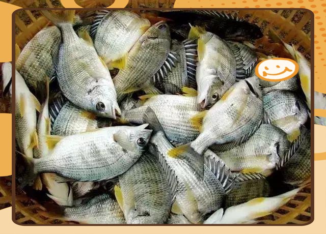 潮汕金龍魚是什么魚種類