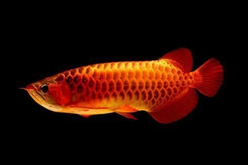 龍魚可以喂鮮蝦嗎（龍魚可以喂鮮蝦嗎龍魚喂食注意事項）