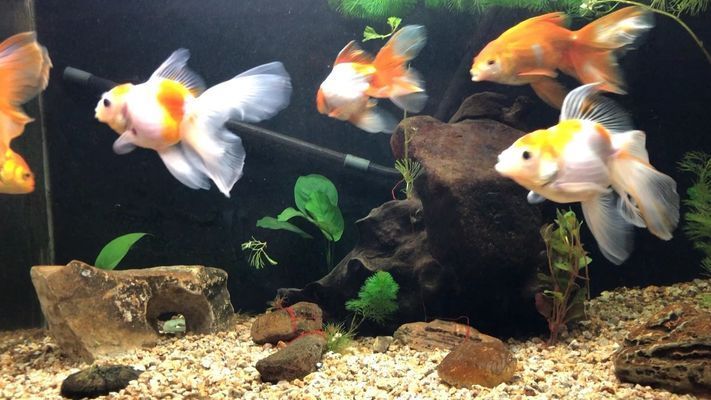 金龍魚散尾多久能恢復原狀：金龍魚散尾多久恢復原狀
