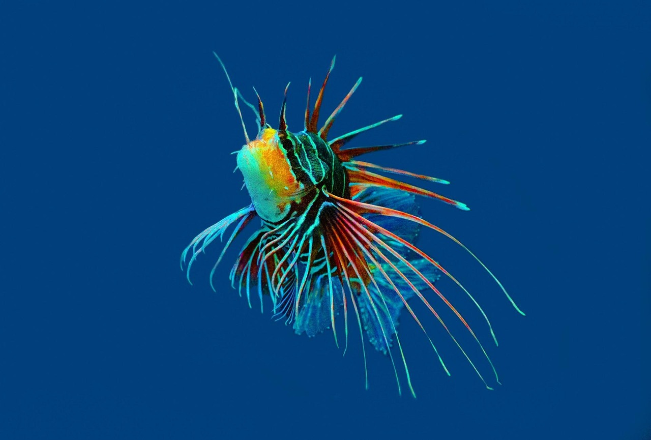 潤州區七彩水族館(潤州區七彩水族館地址) 全國水族館企業名錄 第2張 潤州區七彩水族館(潤州區七彩水族館地址) 潤州區七彩水族館(潤州區七彩水族館地址) 全國水族館企業名錄 第2張