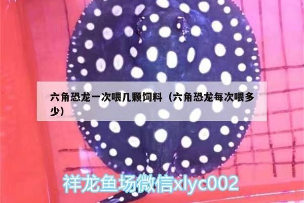 六角恐龍魚飼料一次喂幾粒合適呢：六角恐龍魚飼料一次喂幾粒合適