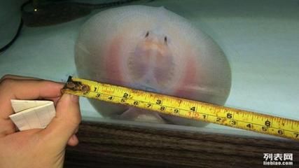 龍魚空運多少錢一斤：龍魚空運價格波動如何挑選優質龍魚市場價格波動