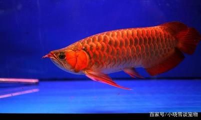 兩年的紅龍魚能紅到什么程度才能長大：兩年的紅龍魚體長可以長15-20厘米