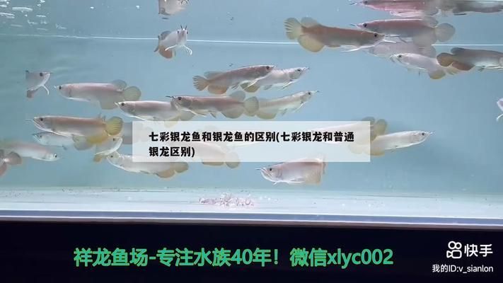 七彩銀龍魚和銀龍魚有什么區別（銀龍魚與七彩銀龍魚的區別）