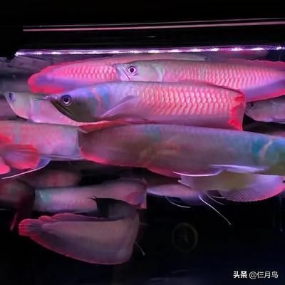 七彩銀龍魚和銀龍魚有什么區別（銀龍魚與七彩銀龍魚的區別）