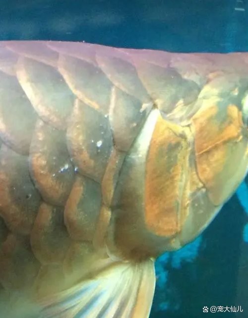 龍魚背上鱗片有白色點狀