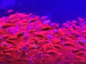 龍魚吃草金魚是否容易得病（龍魚吃草金魚容易得病取決于多個因素） 龍魚吃草金魚是否容易得病（龍魚吃草金魚容易得病取決于多個因素） 龍魚百科 第5張