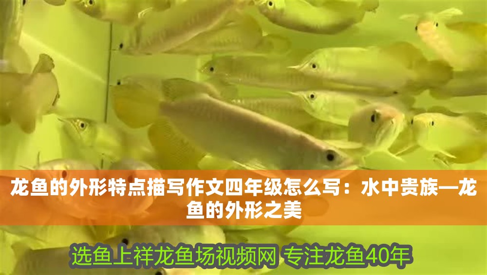 龍魚的外形特點描寫作文四年級怎么寫：水中貴族—龍魚的外形之美