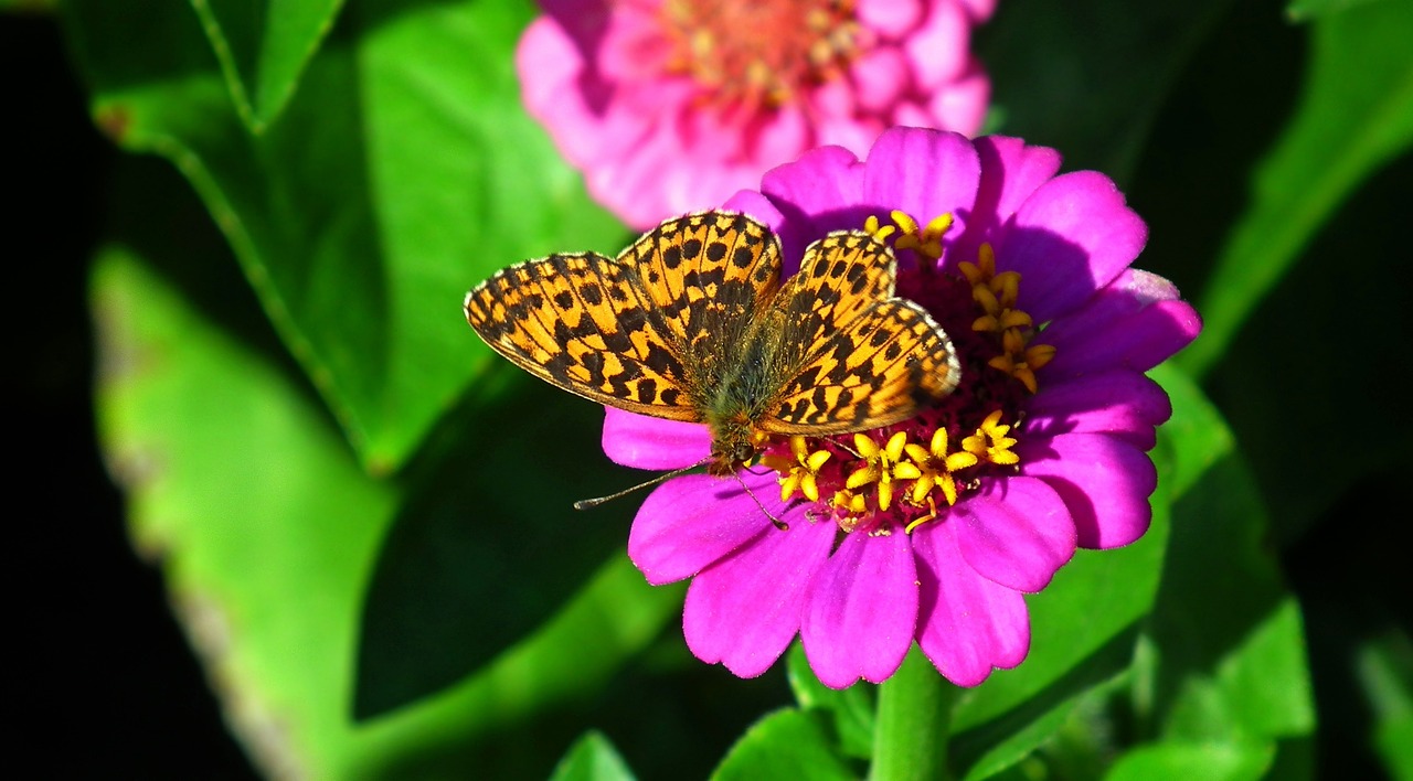 曹縣磐石街道辦事處蝶之戀花卉園藝種植