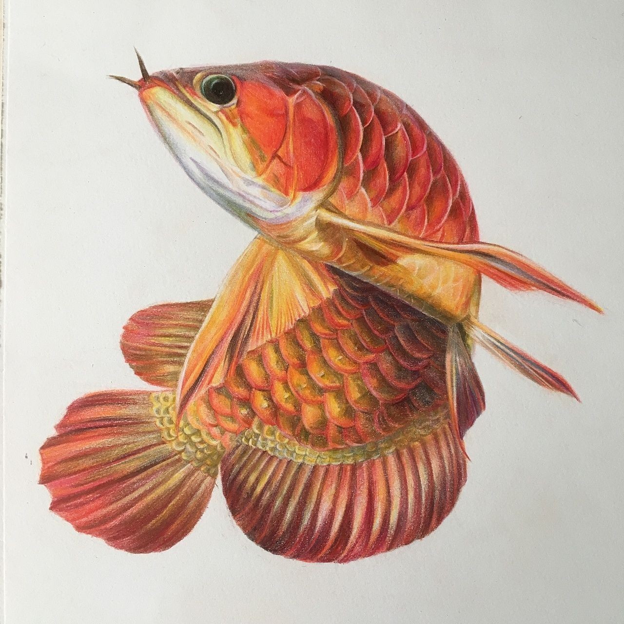 紅龍魚素描（素描紅龍魚的形態特征和發色要點） 紅龍魚素描（素描紅龍魚的形態特征和發色要點） 龍魚百科 第7張