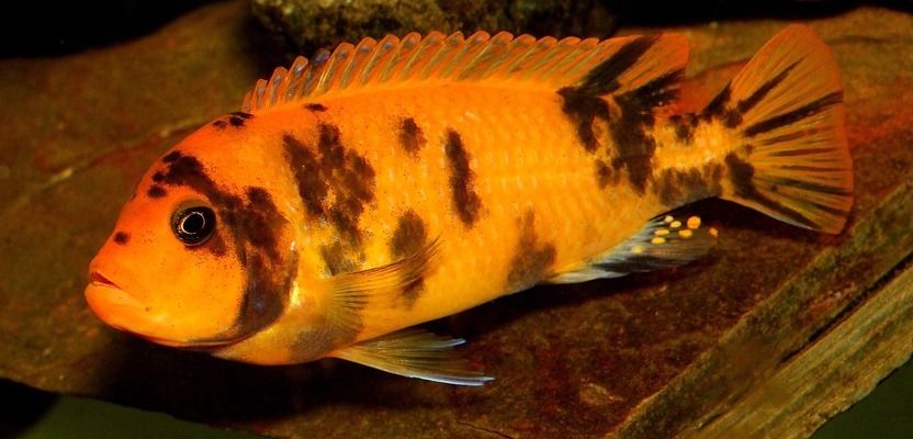 哪種龍魚最兇猛最好養(yǎng)（觀賞魚市場熱門品種排行，過背金龍可能是您的最佳選擇）